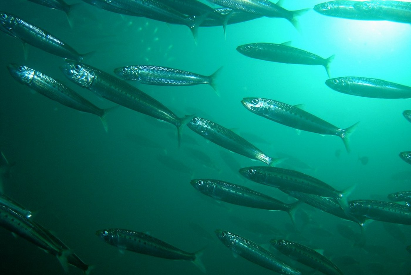 (Clupeiformes Goodrich, 1909) Отряд Клупеиформес, Сельдеобразные, Order